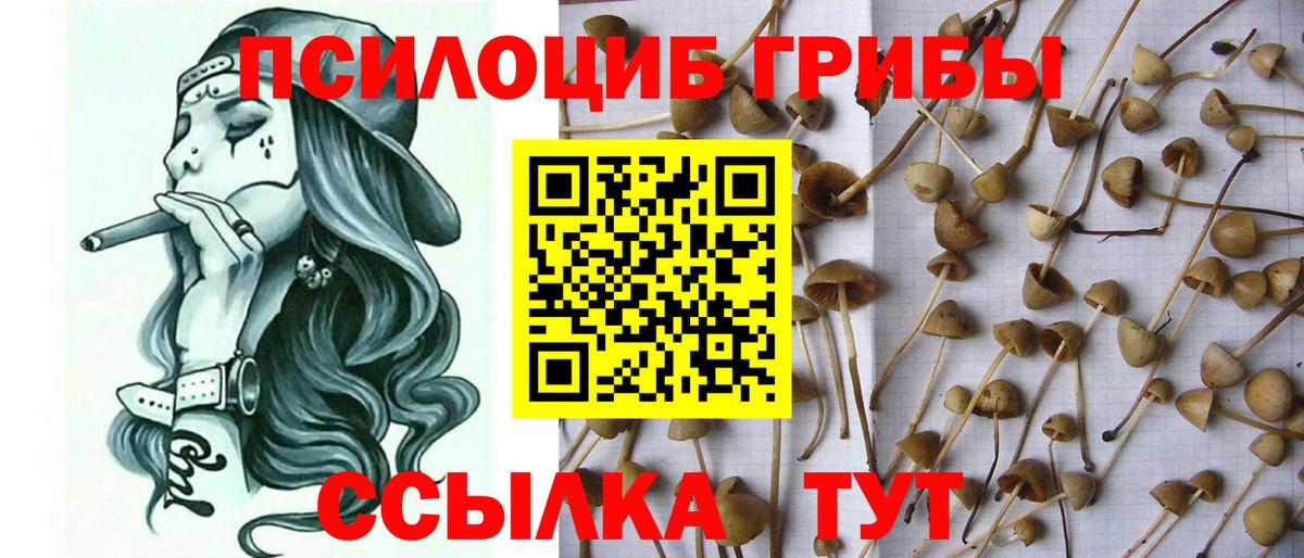 как найти закладки  Псилоцибиновые грибы ЛСД  Галлюциногенные грибы Psilocybe  Вход с VPN  Горно-Алтайск 